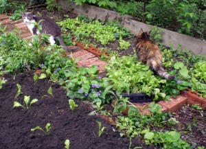 photo of two cats in a garden