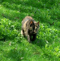 photo of tortoiseshell cat in grass
