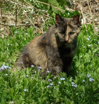 photo of cat in grass and flowers
