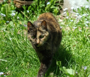 photo of tortoiseshell cat in grass