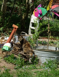 photo of cat in garden