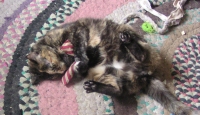 tortoiseshell cat with toy