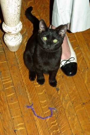 photo of black cat with show on wood floor