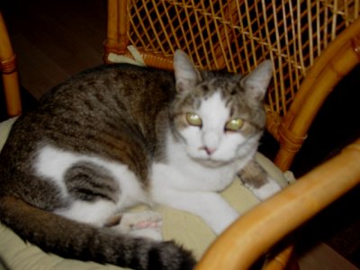 photo of tabby and white cat