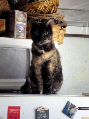 photo of a cat on refrigerator