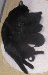 photo of cat nursing kittens