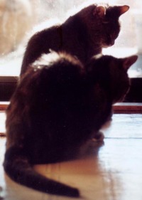 photo of two cats in silhouette