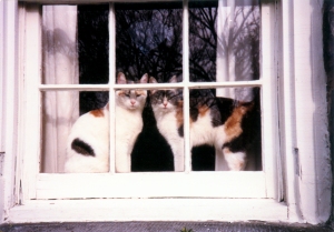 two calico cats at a window