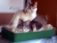 two calico cats in a box