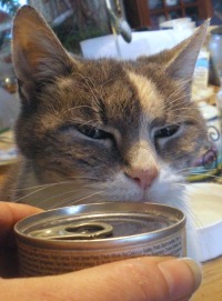 cat and can of food