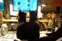 photo of two kittens looking at computer