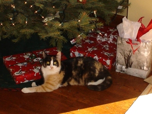 calico cat under christmas tree