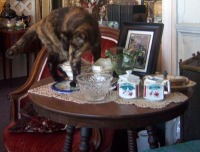 cat on table with ceramics