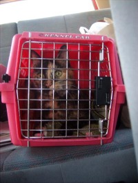 cat in carrier in the car
