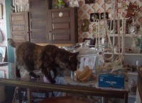 cat with jar of biscotti