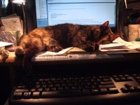 cat sleeping on desk