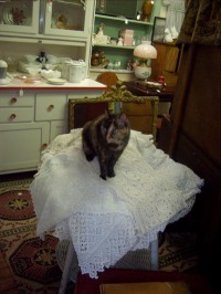cat on tablecloths