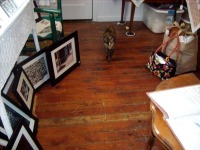 cat standing on wood floor
