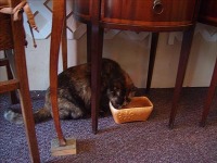 cat drinking from bowl