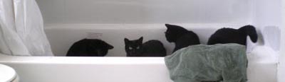 cats in bathtub