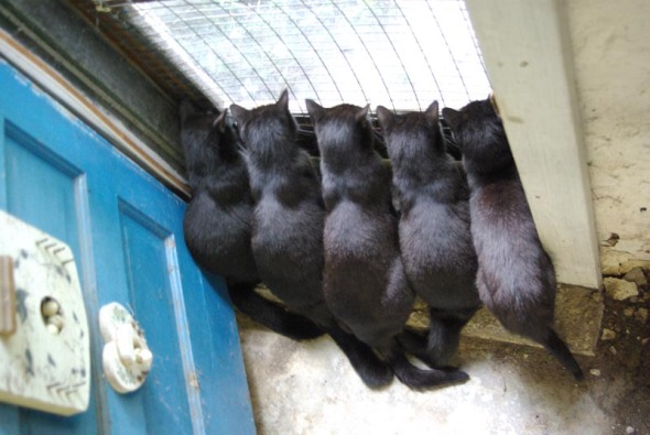five black cats at basement door