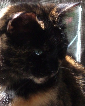 closeup of tortie cat