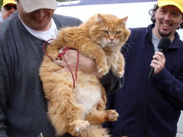 photo of large long-haired orange cat