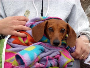photo of dachshund in blanket