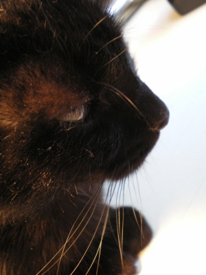 black cat profile
