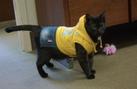 photo of cat in costume