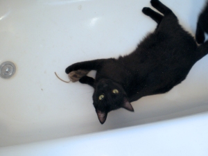 black cat with mouse toy in tub