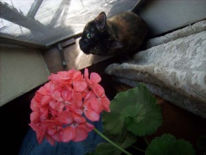 photo of cat with geranium