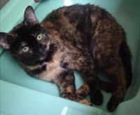 photo of cat in sink