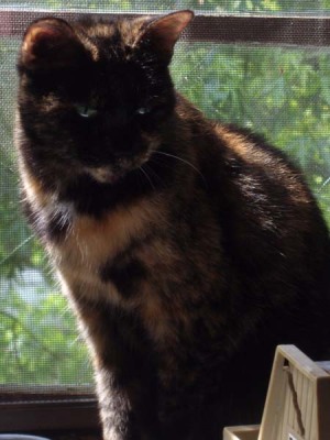 photo of cat on windowsill
