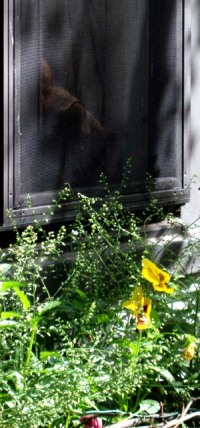 photo of cat at window