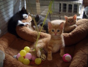 kittens front