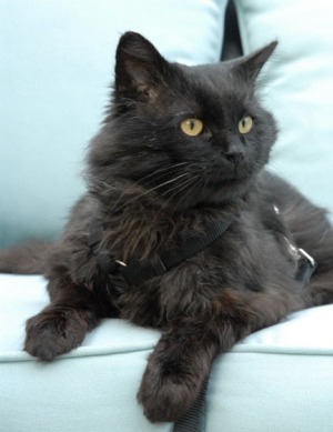 long-haired black cat