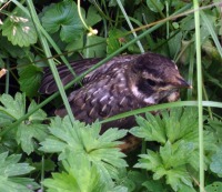 robin fledgling