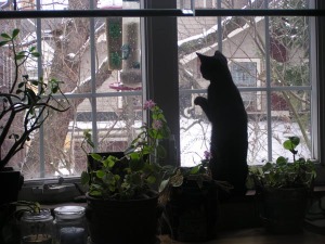 black cat at snowy window