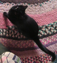 black cat on braided rug