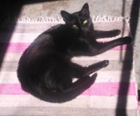 black cat on striped rug
