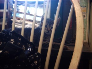 striped kitten behind chair