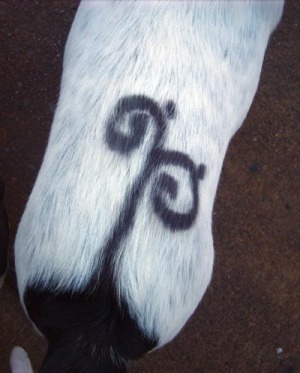 spray on tattoo on dog