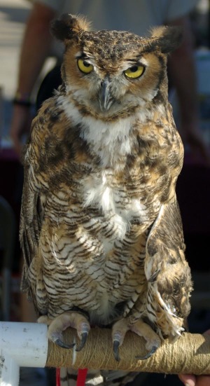 martha the owl