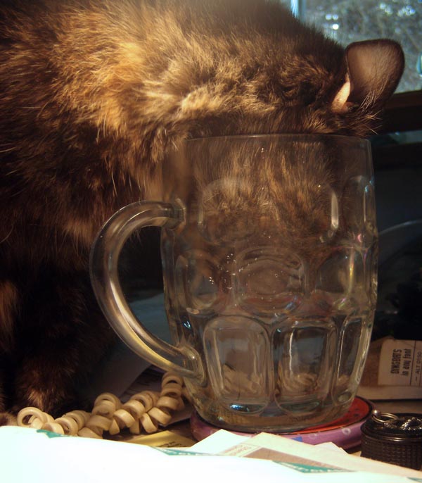 cat with her face in a glass