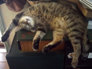 cat sleeping upside down
