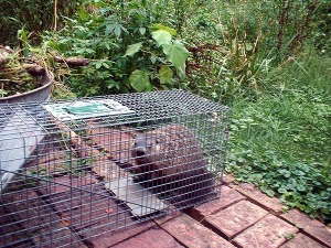 groundhog in cage
