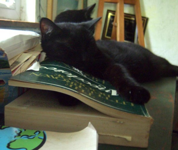 black cat with paw in book sleeping