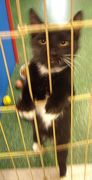 kitten in front of wire barrier