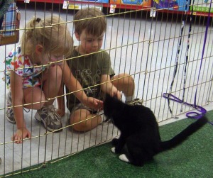 kitten playing with kids